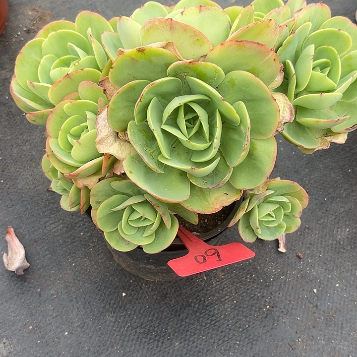 两单包邮，一物一拍60碧桃