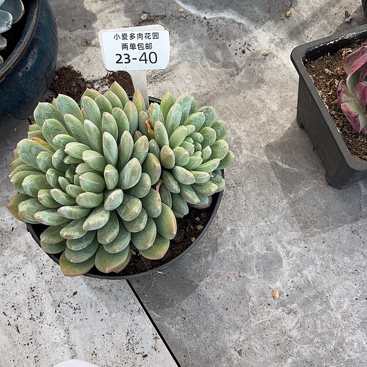 天***城多肉植物组合盆栽