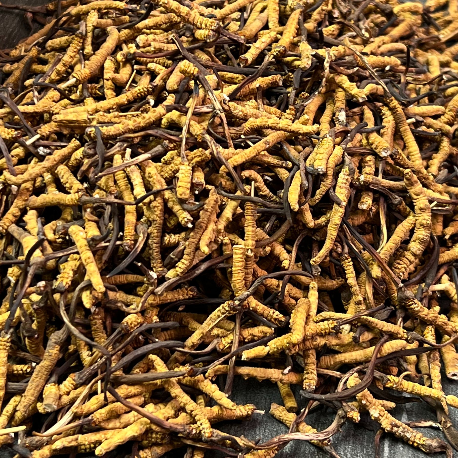 【冬虫夏草】黑断麻草 实收现卖 滋补佳品 根根高海拔