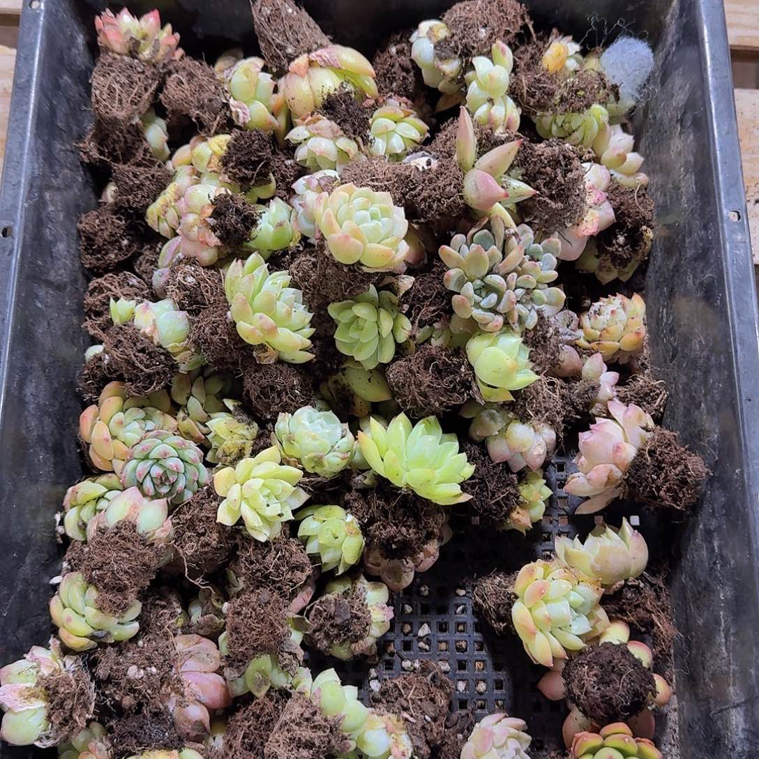 瑕疵不售后福利慎拍47
