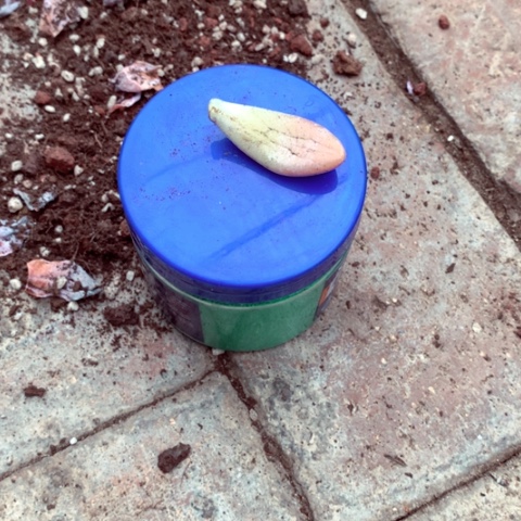 叶片送花朵朵。          