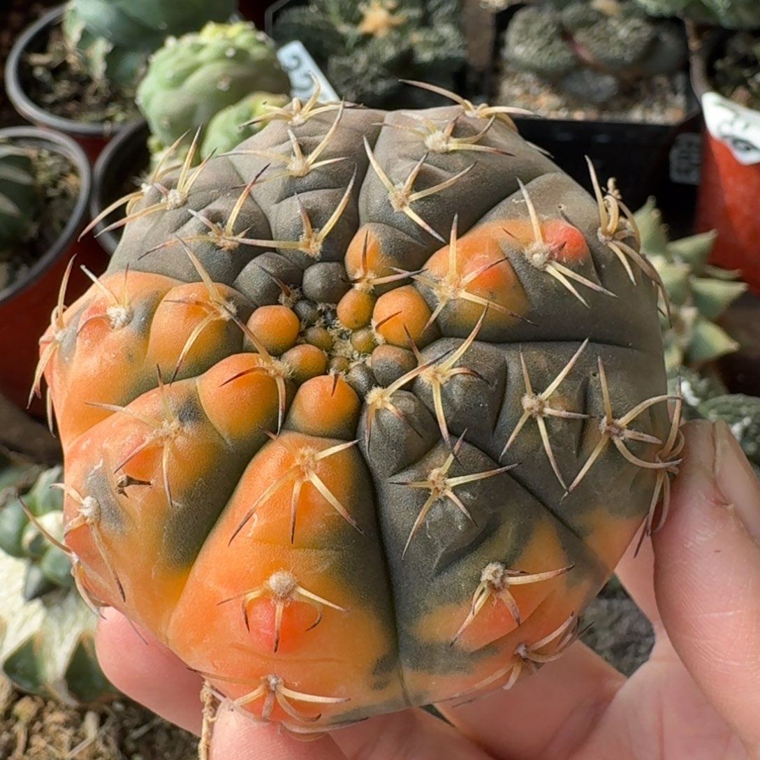 【闪购商品】自根瑞昌玉锦