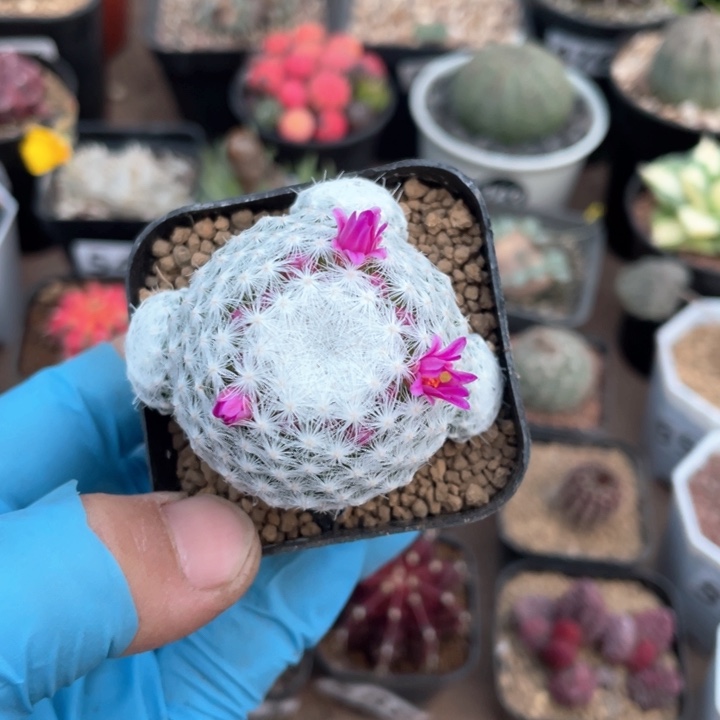 528大型姬春心仙人球