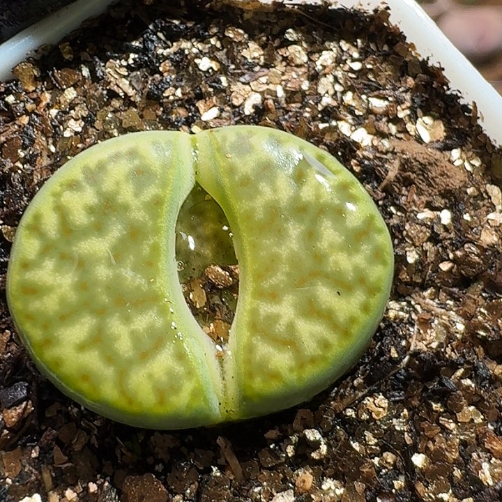 生石花223333。  196