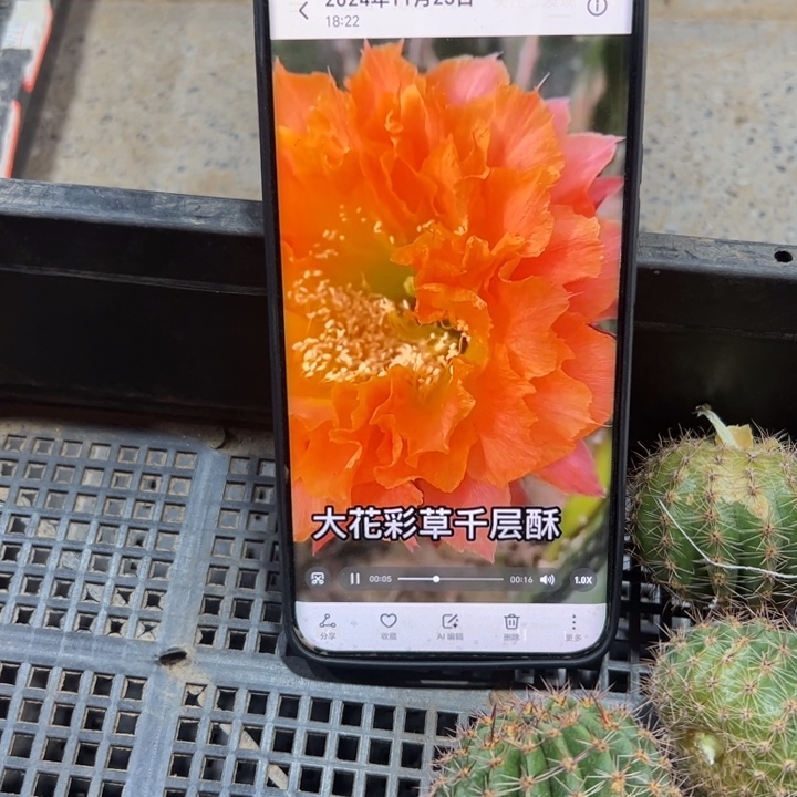 88彩草千层酥歪无根侧芽4公分左右20包邮