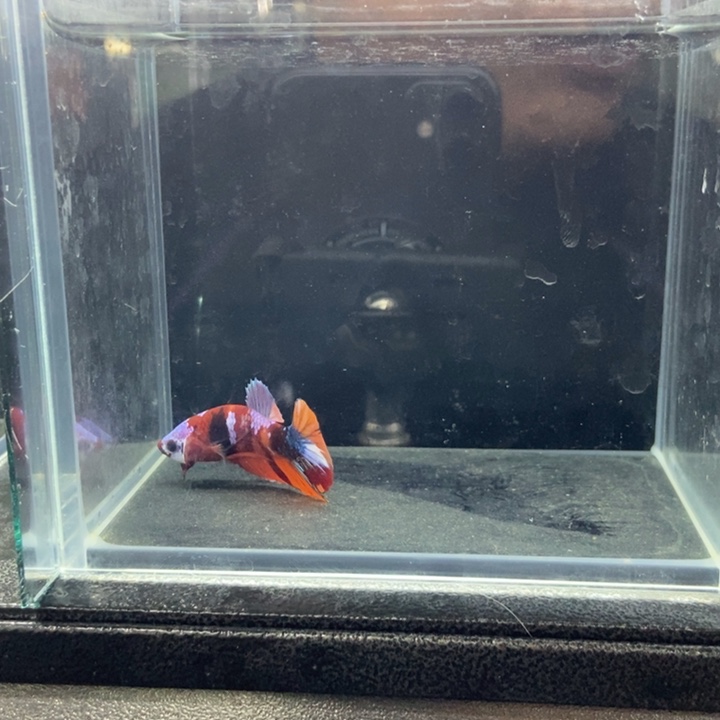 斗鱼包活不包损所见即所得655