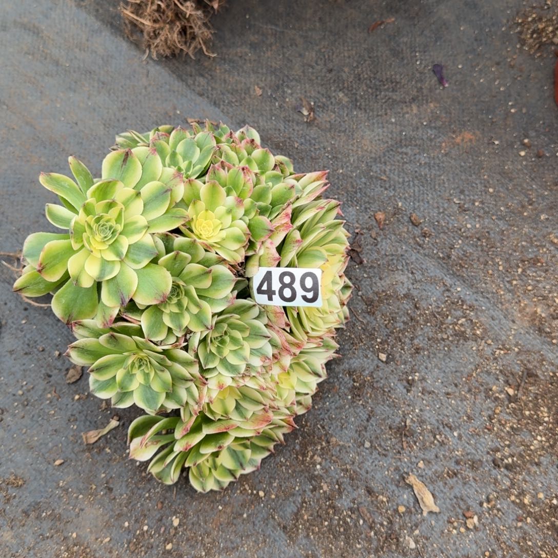 489多肉植物伊丽莎白有断枝特价