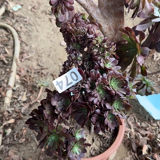 璟***多肉植物一个黑铜鼓