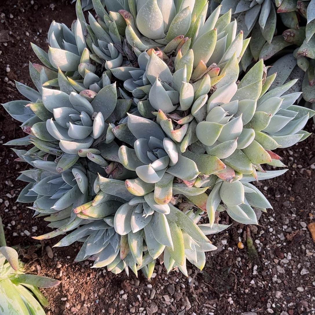 8091大花朵杂交多肉