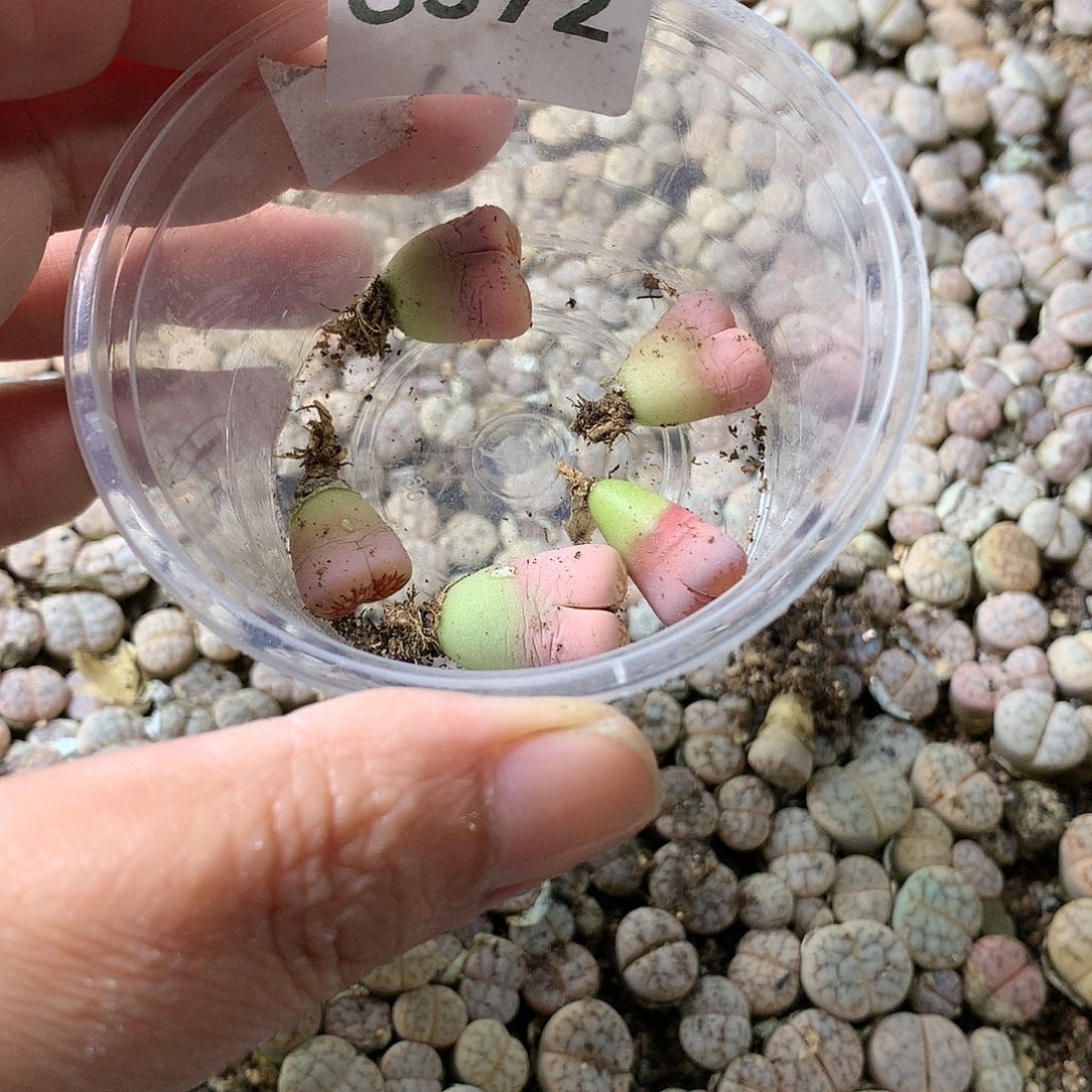 甄*能G372多肉植物保护研究所