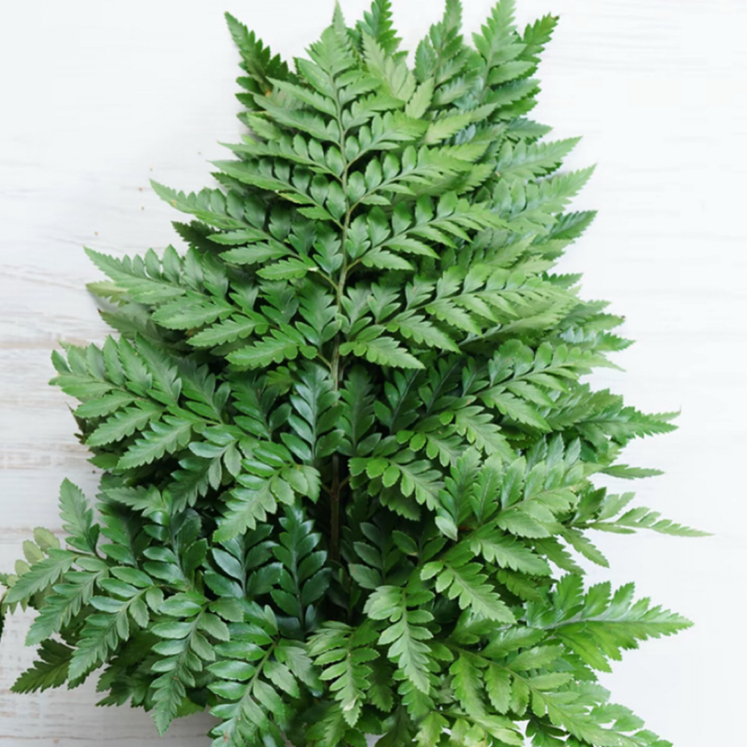 新鲜高山羊齿叶 芒叶 杨子叶草蕨西餐摆盘装饰花草烘焙装饰叶子