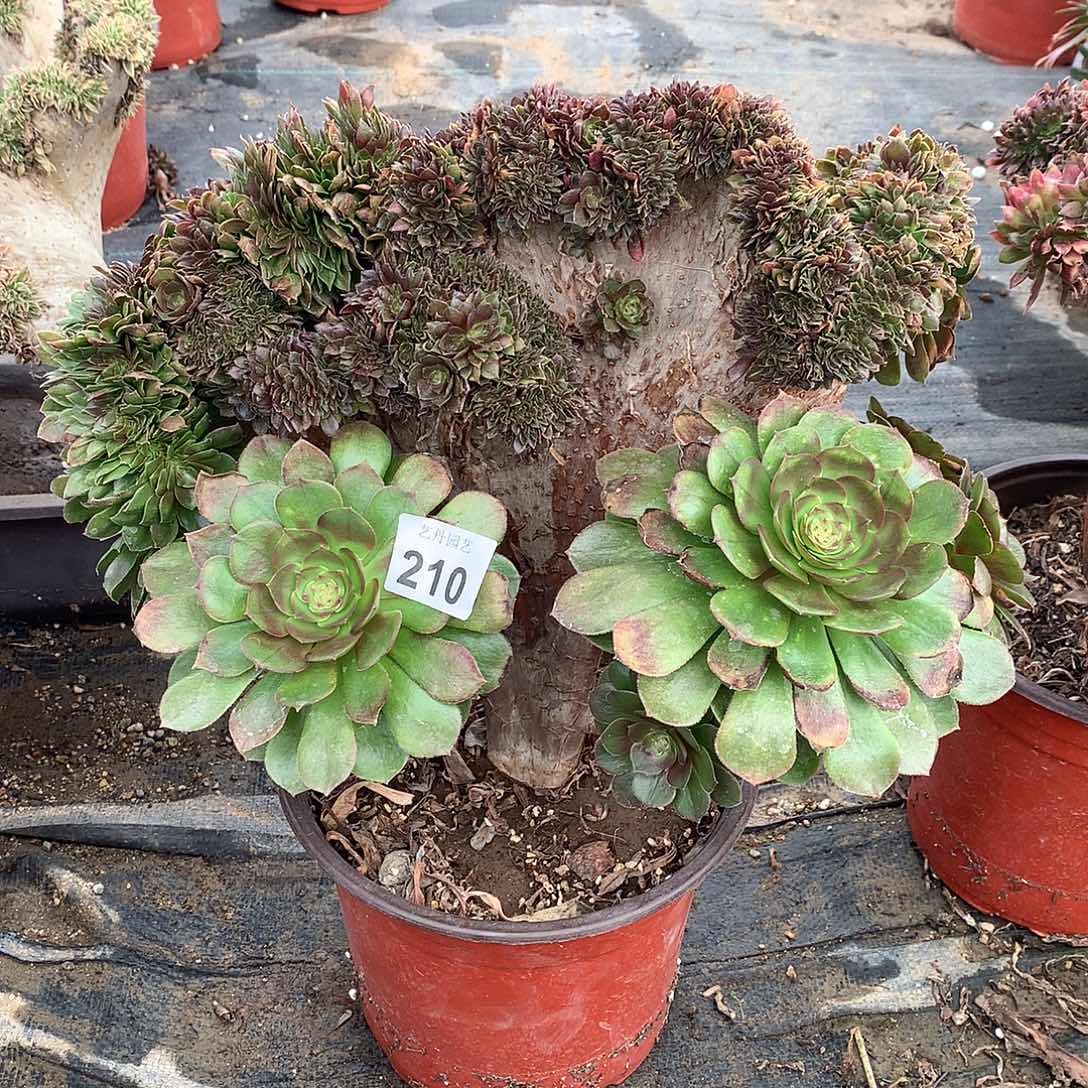 210微瑕万圣节缀化