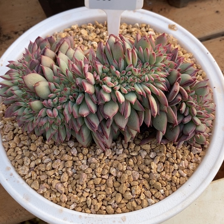 D144- 直播福利 红拉糖缀化