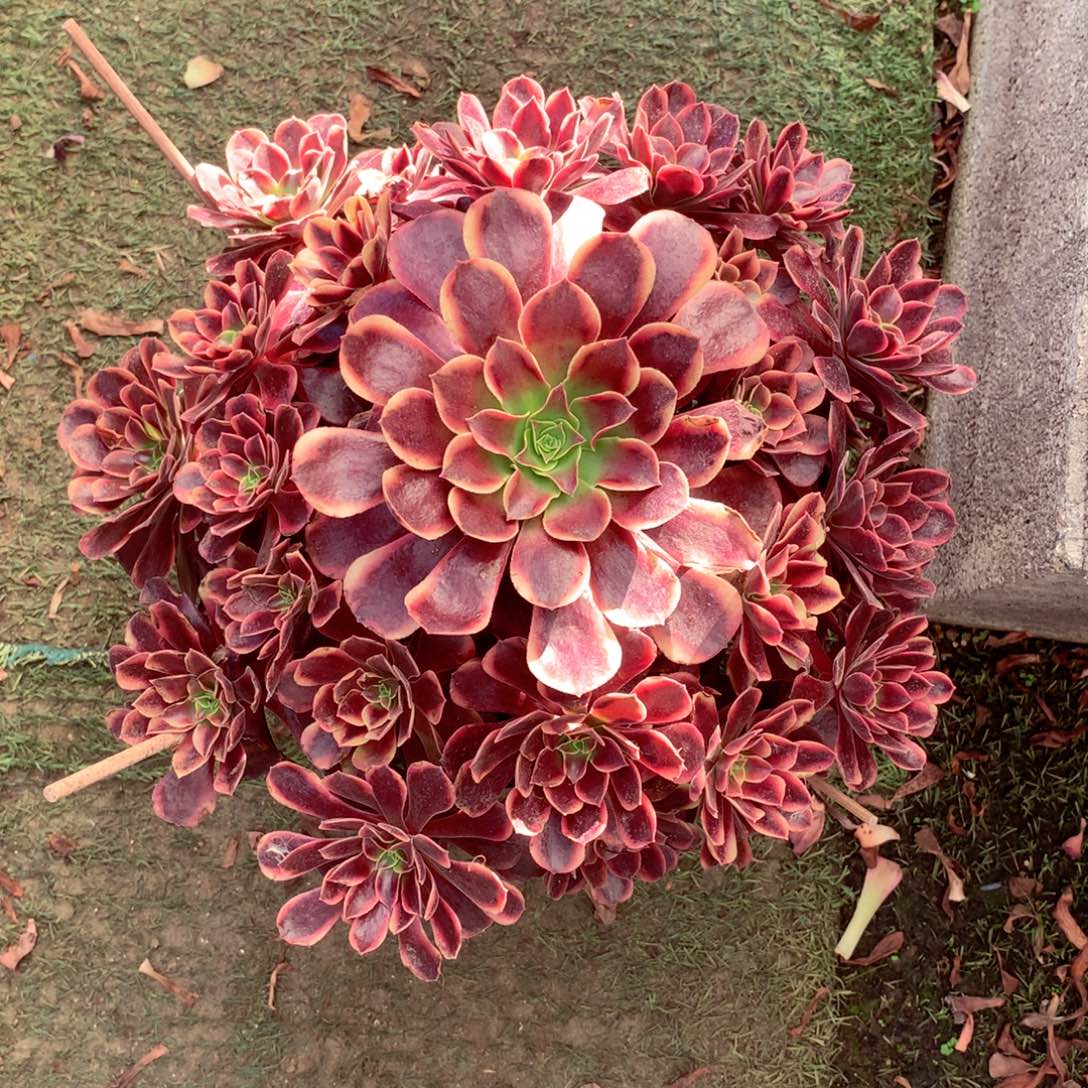 欧佳丽，多肉植物的