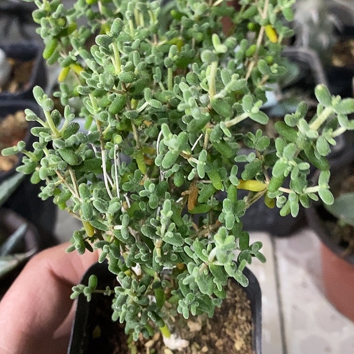 完美主义者勿拍糖球122715