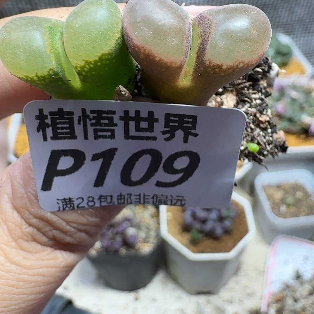 多肉植物的人生fgh