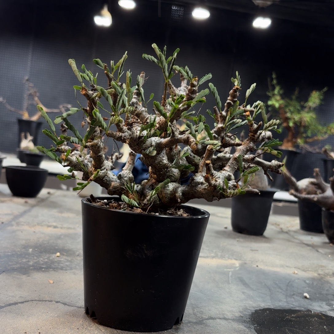 念珠苏木36669999666666666