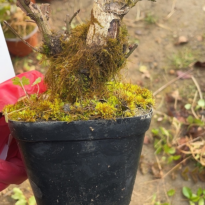 辉***弟无花朵38菊花菊花斤斤计较