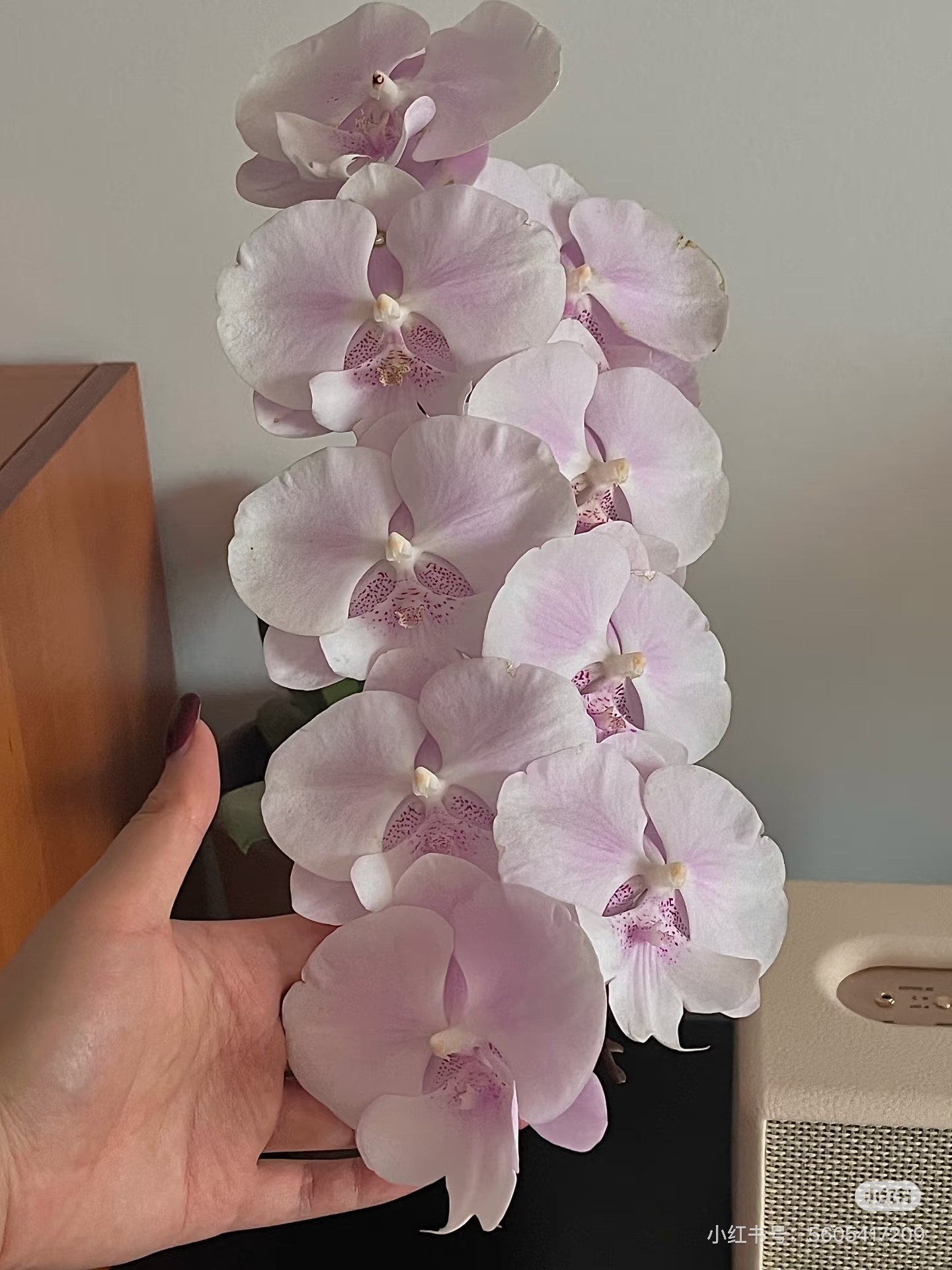 （超群1400蜜雪大舌头）蝴蝶兰稀有色爆花机器蝴蝶兰 成熟壮苗