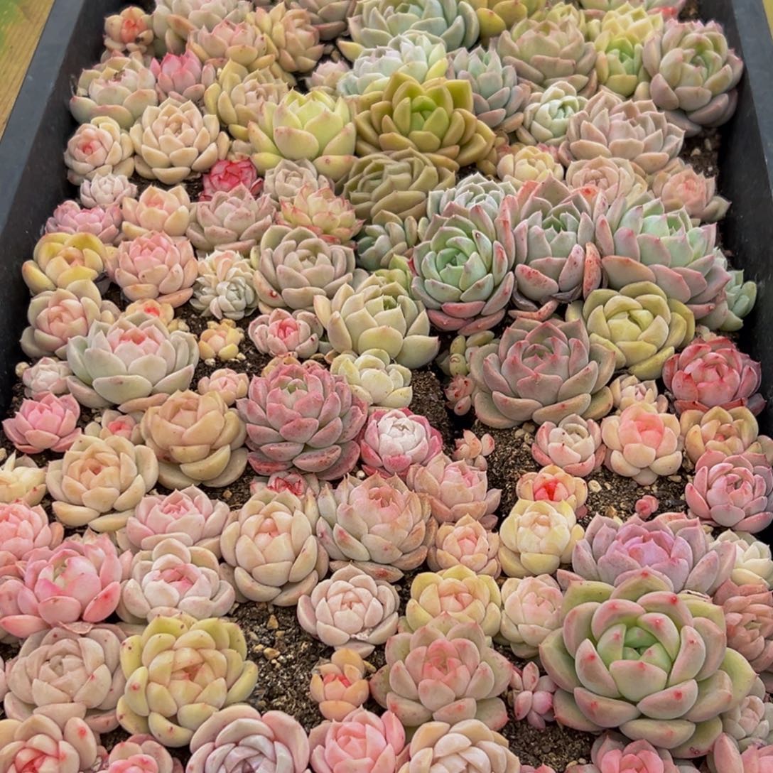 信***司516多肉葡萄的味道真的是