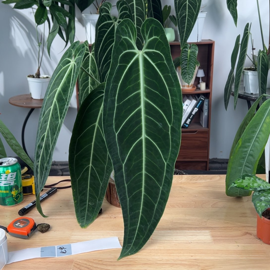 E***俊完全开放黑窄鹤后