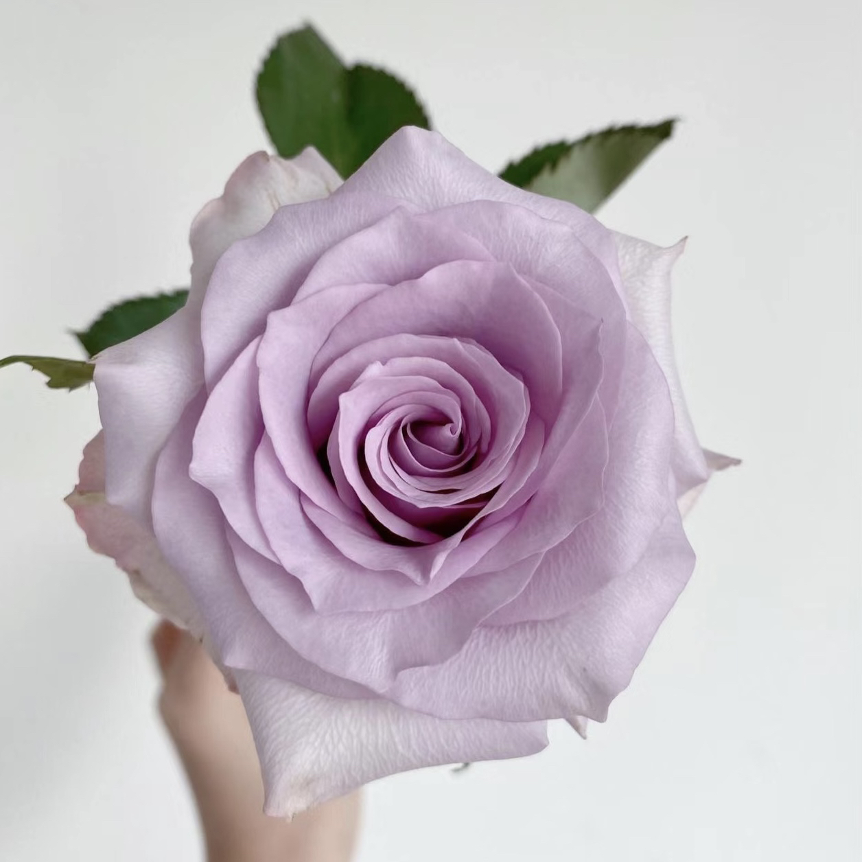 鲜花~单头玫瑰~海洋系列（签收后超24小时，不售）