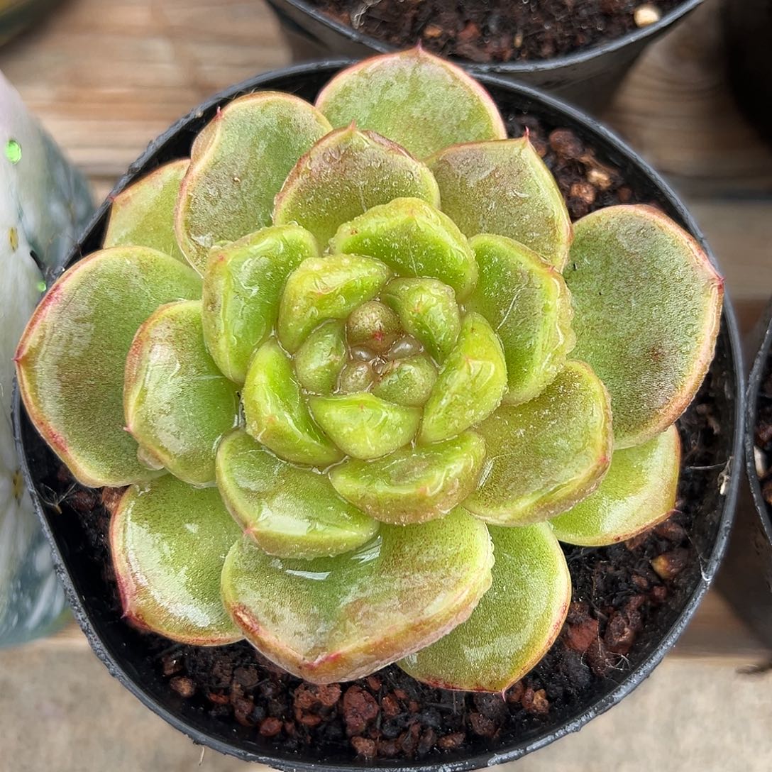 8-26-01蓝水鬼珍妮