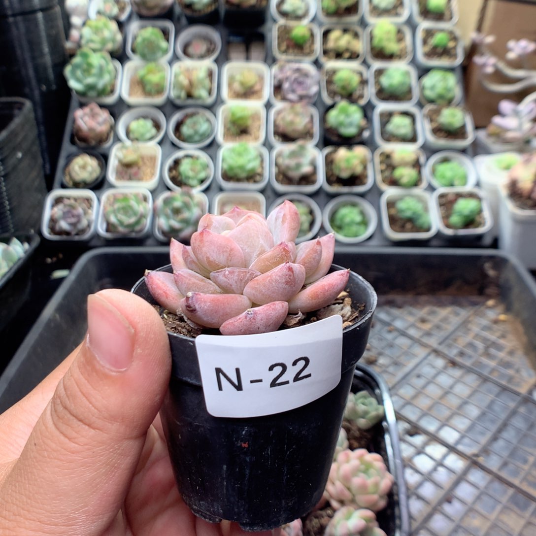 ****莎无花朵N22英语英语英语