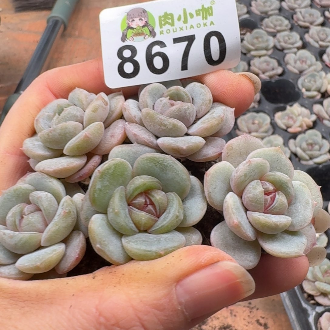 多肉植物多肉植物