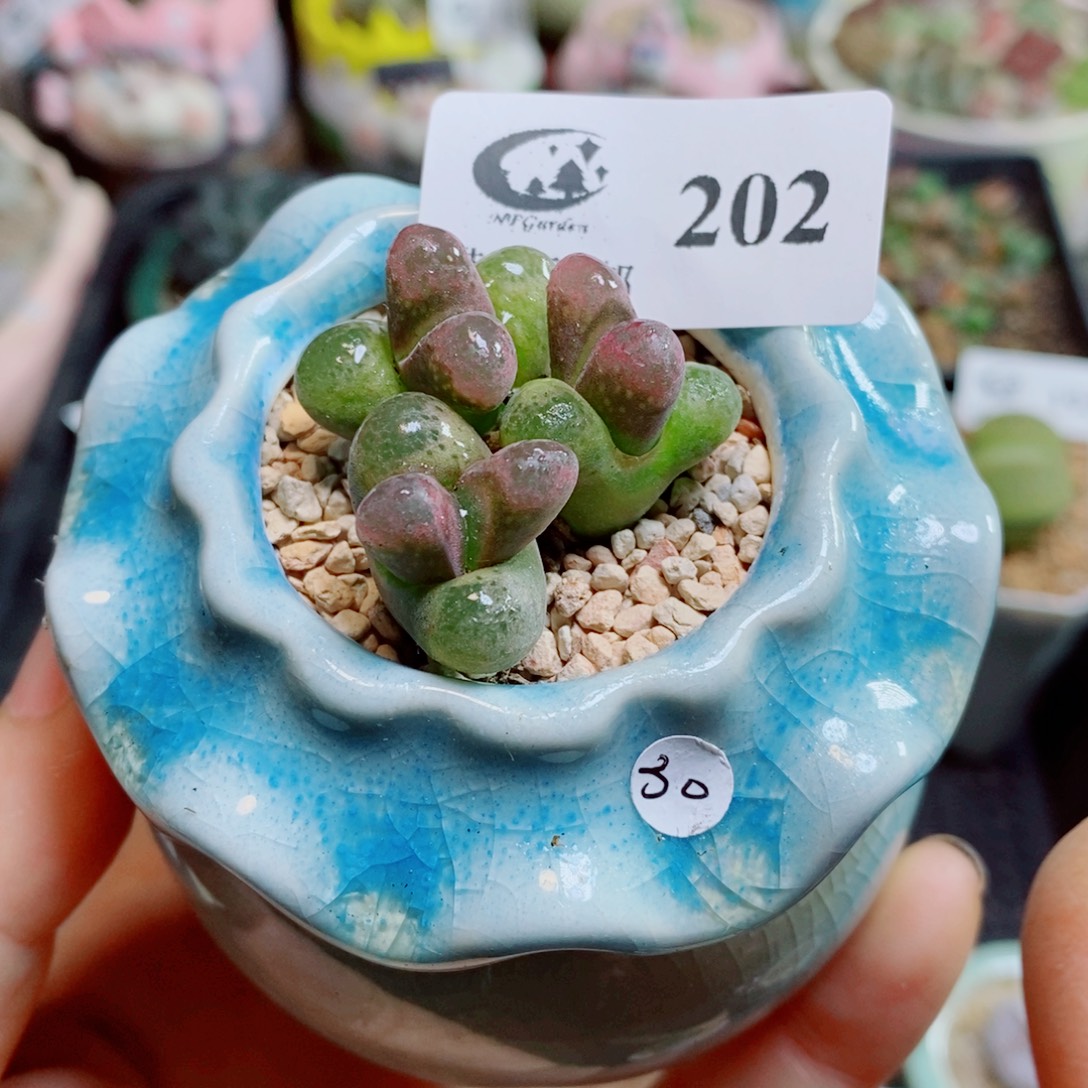 生石花花花花花花花花202
