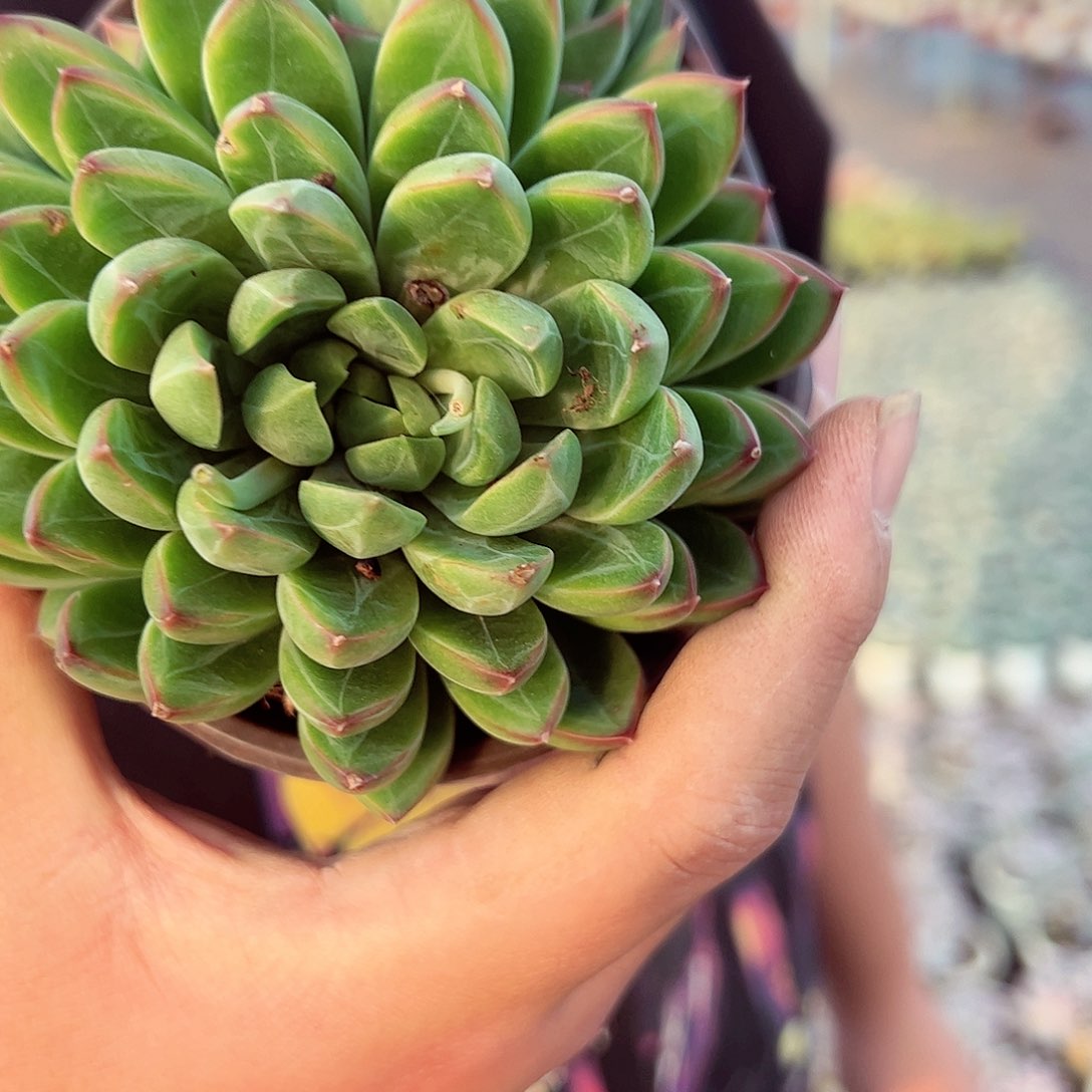 星际迷航双头多肉