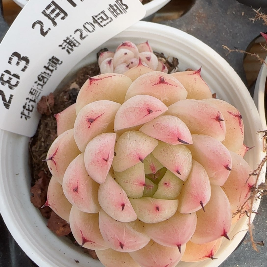 花语逸境0212-283