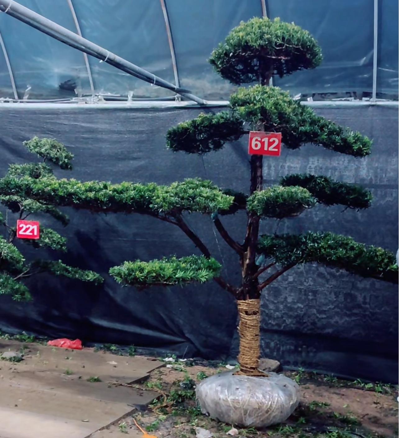 型造型罗汉松盆景盆栽可地栽适用于别墅院子门口庭院迎客松绿植