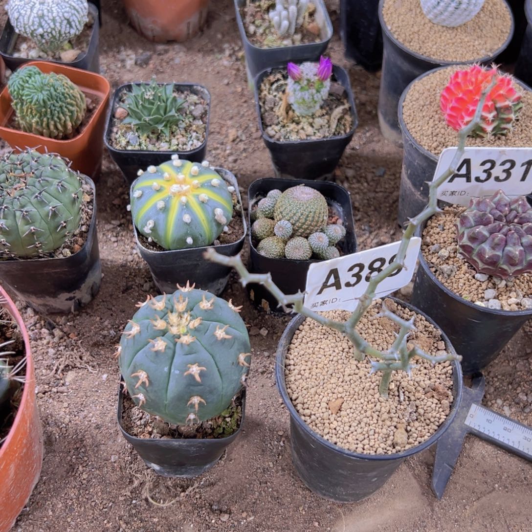 我是一言不合就发疯