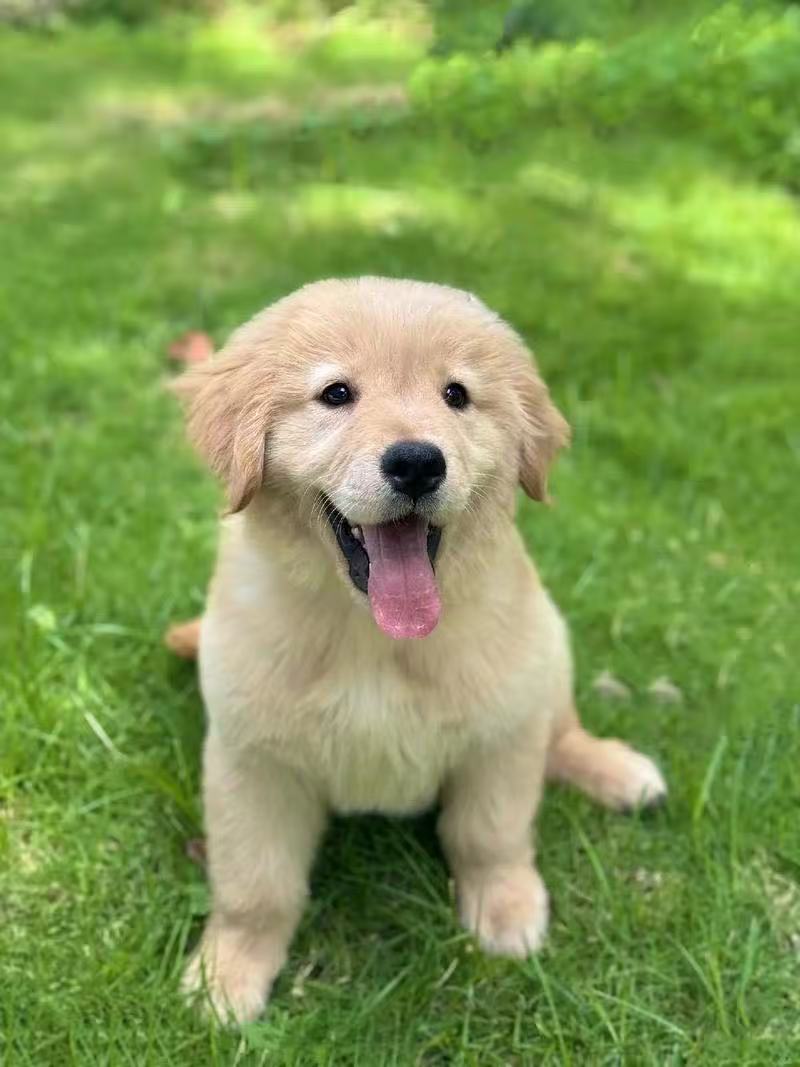 金毛宠物牵绳抢单链接2