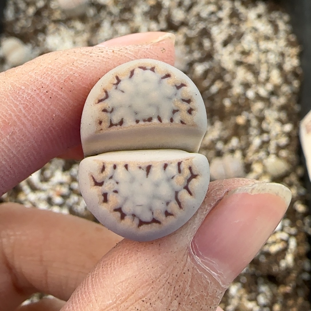 12.9爱萌多肉c217母本福利8162