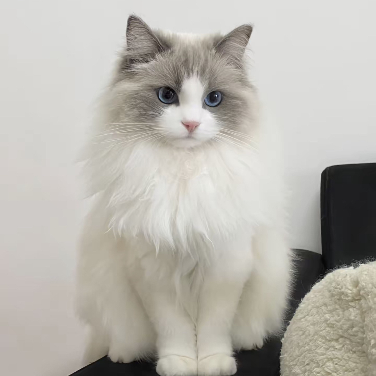 BLD全价鱼油猫粮1.5kg