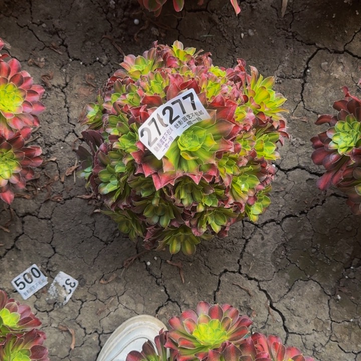 少华花27-22包邮花花