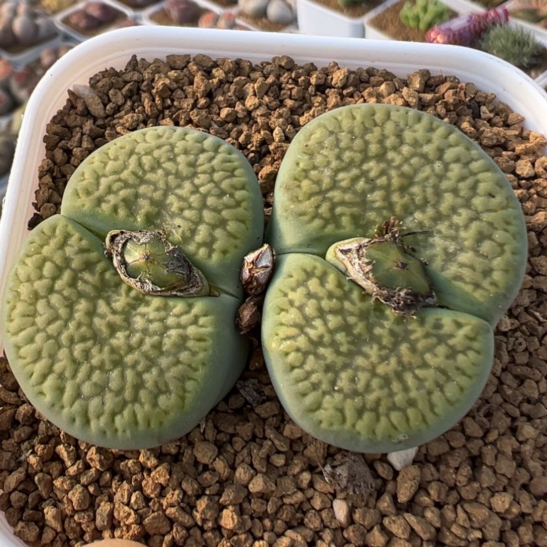 24多肉植物百科绿富贵