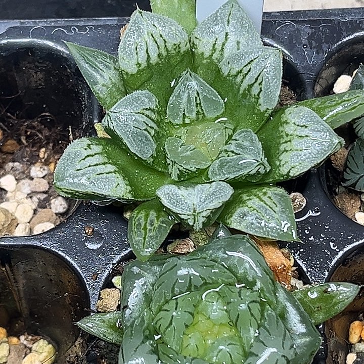 358爱心寿+巨大化变异龙鳞玉露