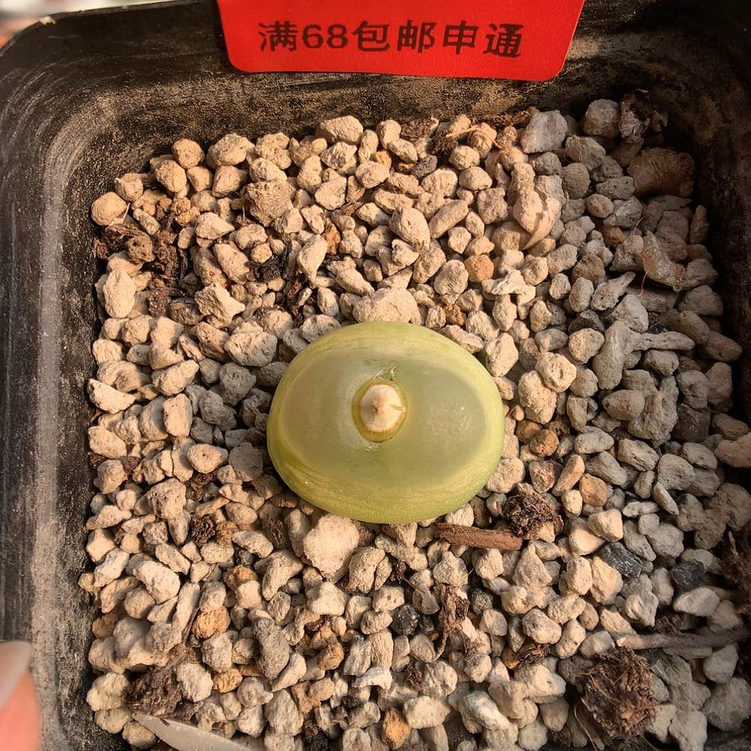 12-9-1  拉登一颗