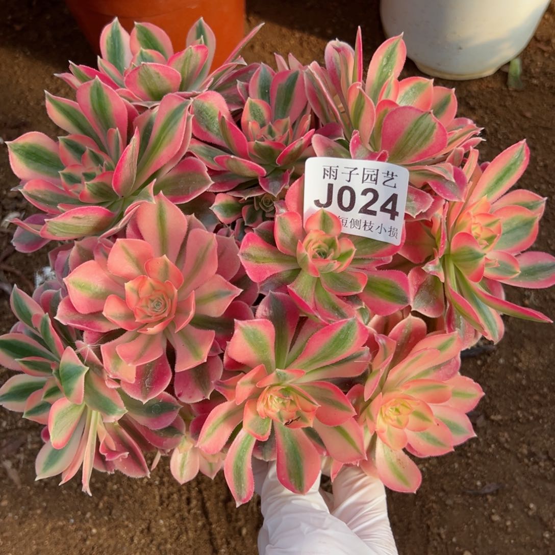 024尺寸20左右粉女巫