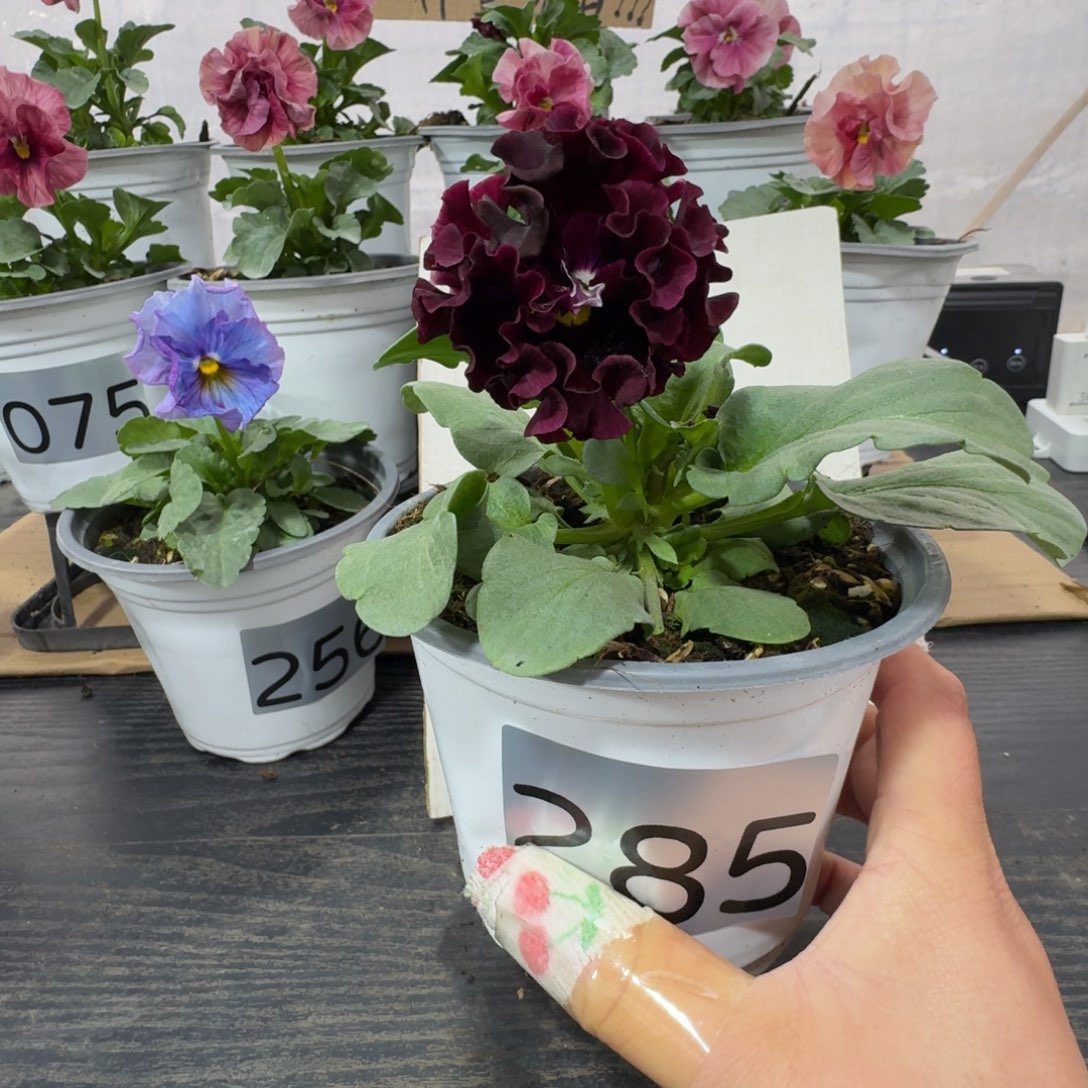 全部花朵285号晚礼服