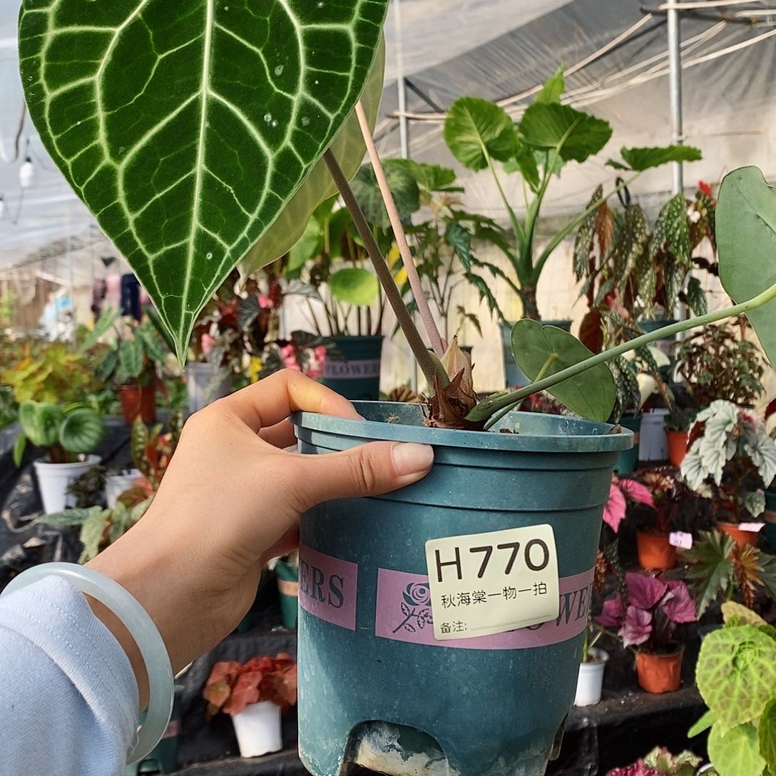 不开花植物橘*柚秋海棠770