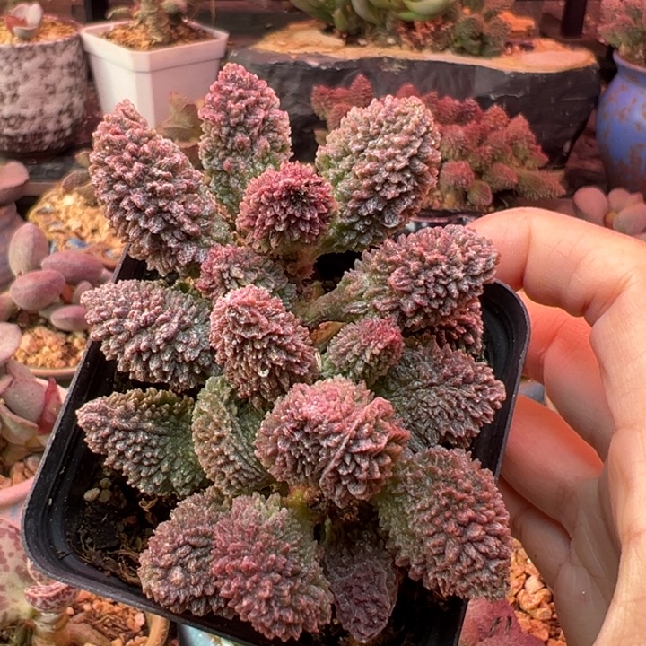 自***翔吉祥如意等名家作品