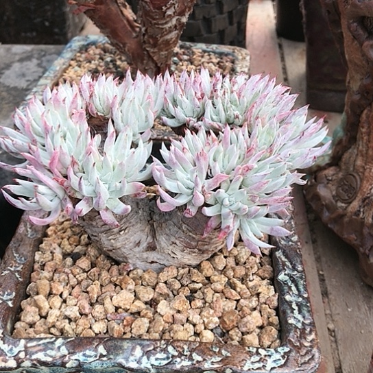 奴婢吉娜仙女棒杯