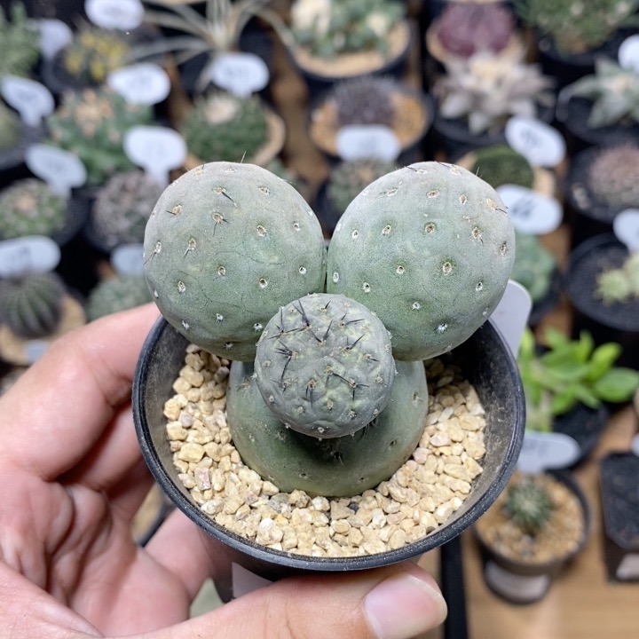 186号米奇习志野6.3cm