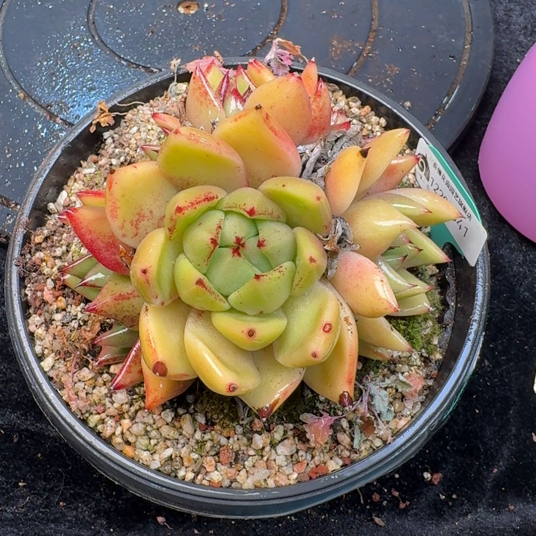 从前慢多肉精选编号1220.341