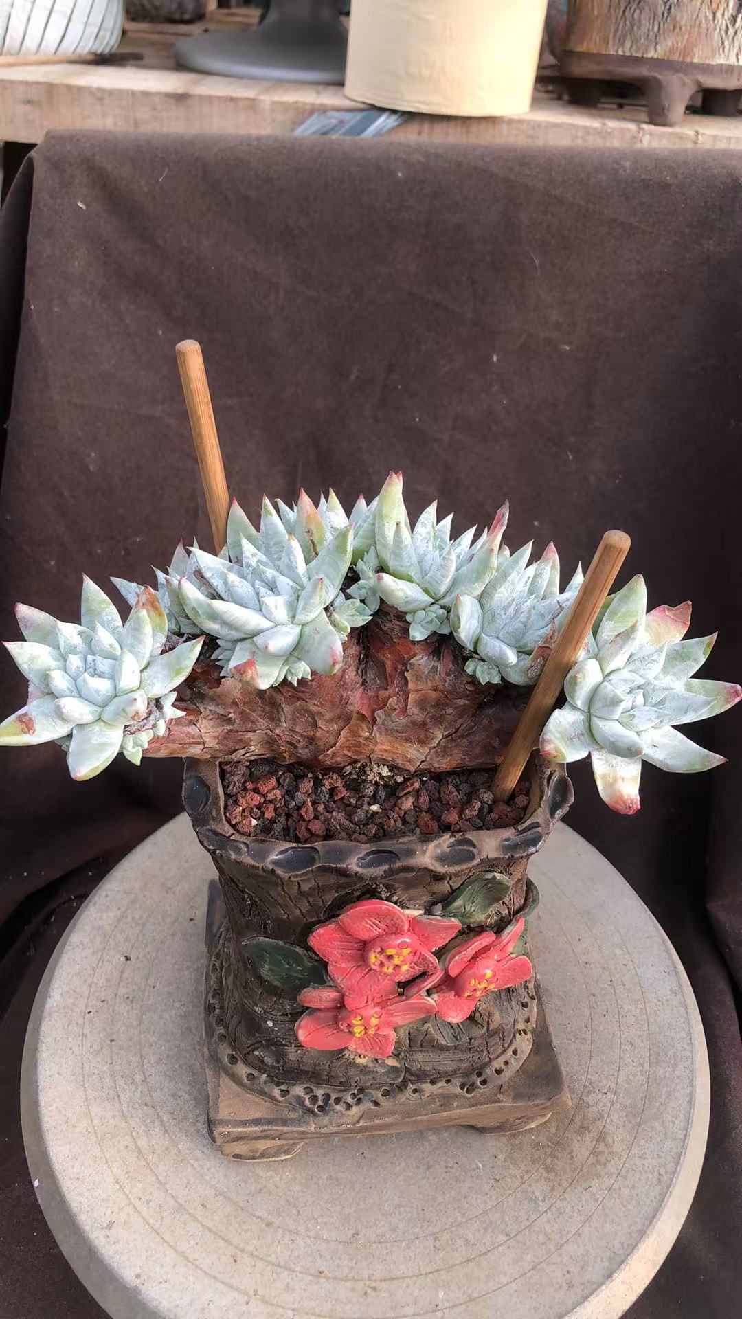 塞丽娜小树桩朵朵缀精控 多肉