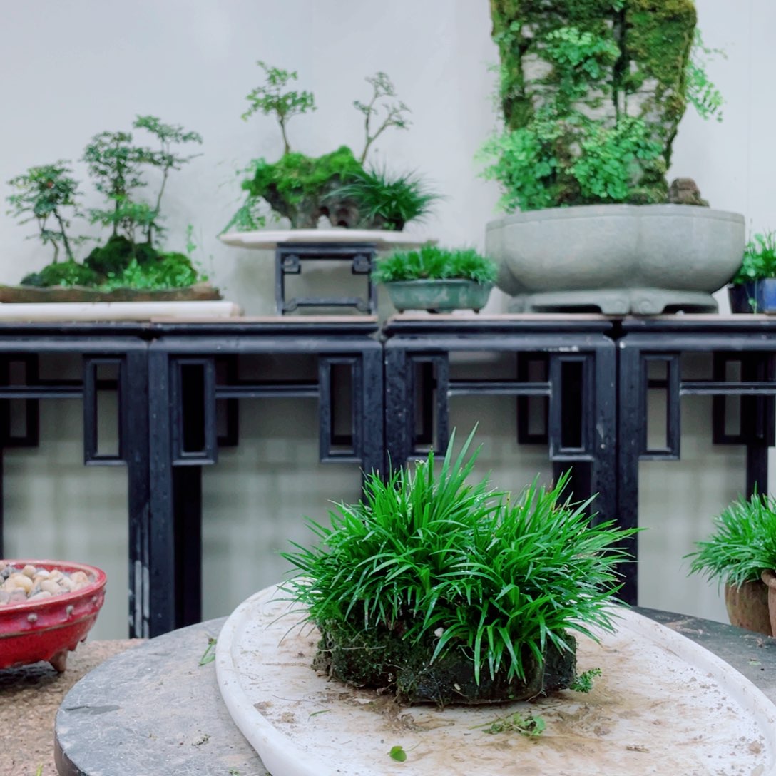 无铅玻璃梦**真铁线蕨的根部是由两根